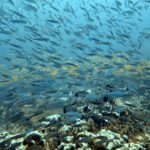 Diving at Magic Mountain (Karang Bayangan), Misool, October 2026