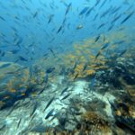 Diving at Magic Mountain (Karang Bayangan), Misool, October 2026