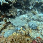 Diving at Magic Mountain (Karang Bayangan), Misool, October 2026
