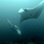Diving at Magic Mountain (Karang Bayangan), Misool, October 2026