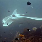 Diving at Magic Mountain (Karang Bayangan), Misool, October 2026