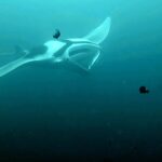 Diving at Magic Mountain (Karang Bayangan), Misool, October 2026
