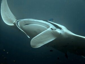 Manta ray diving: close-up of a manta ray seen from below, its cephalic fins unfurled and mouth open, with small reef fish swimming alongside