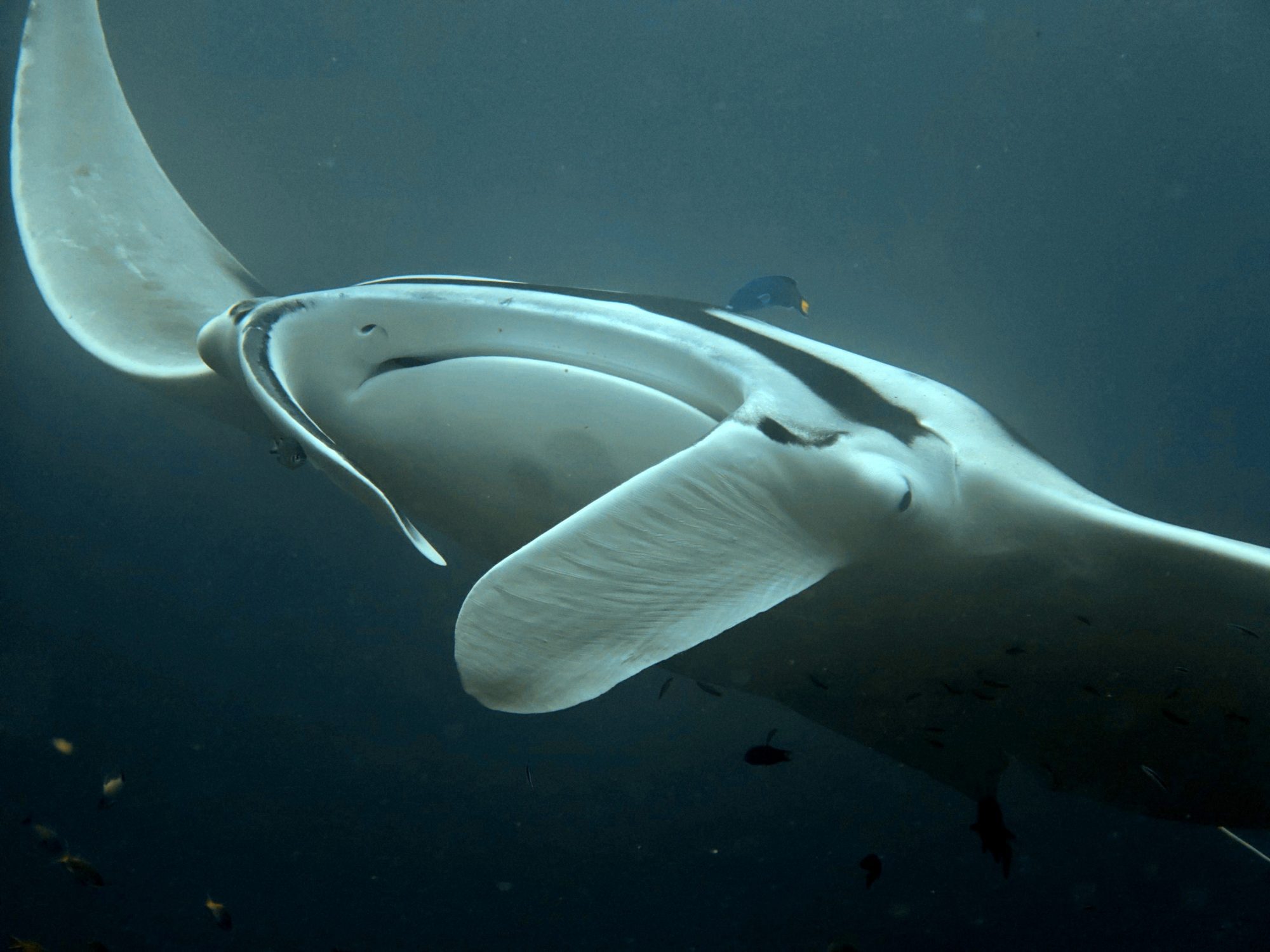 Manta ray diving: close-up of a manta ray seen from below, its cephalic fins unfurled and mouth open, with small reef fish swimming alongside