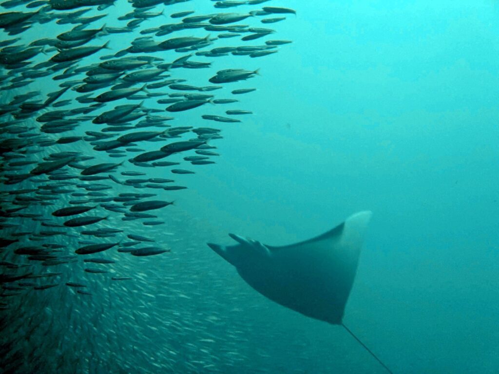 Manta ray gliding past a school of fish in blue water, photographed on a phone in a DIVEVOLK housing