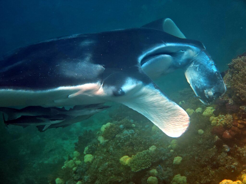 Manta ray close-up with remoras swimming beneath it over the reef, photographed on a phone in a DIVEVOLK housing