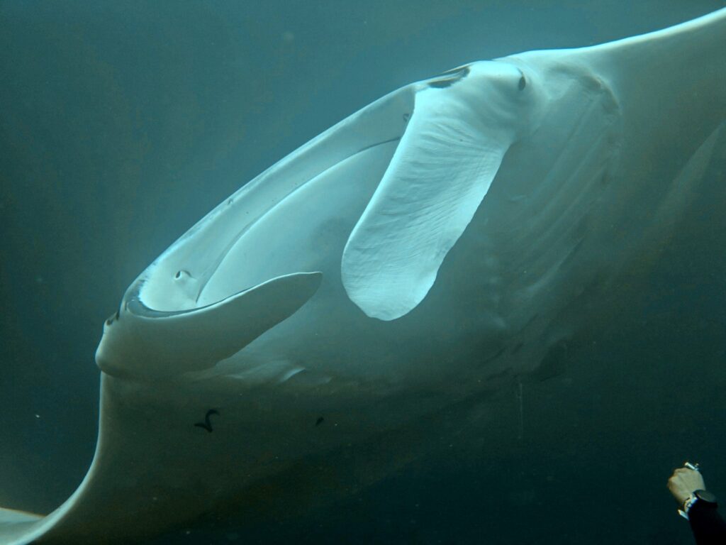Manta ray passing overhead, showing its underside and cephalic fins, with a diver's hand in frame, photographed on a phone in a DIVEVOLK housing