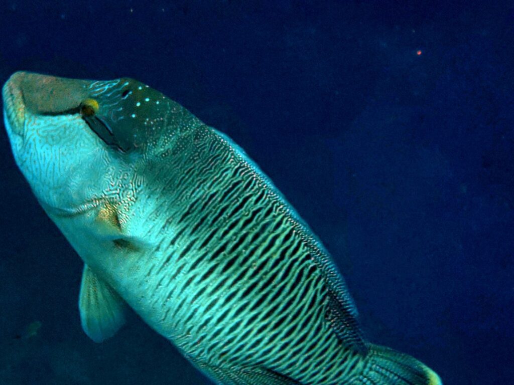 Napoleon wrasse in blue water, photographed on a phone in a DIVEVOLK housing