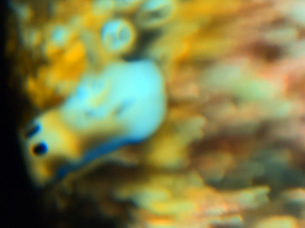 Nudibranch with the +8 macro lens, showing how thin the focus plane is, photographed on a phone in a DIVEVOLK housing