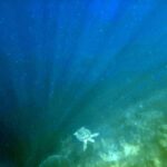 Snorkelling at Nusa Laut, Banda Sea, October 2026