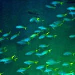 Snorkelling at Nusa Laut, Banda Sea, October 2026