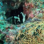 Snorkelling at Nusa Laut, Banda Sea, October 2026
