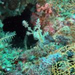 Snorkelling at Nusa Laut, Banda Sea, October 2026