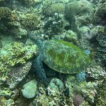 Snorkelling at Nusa Laut, Banda Sea, October 2026