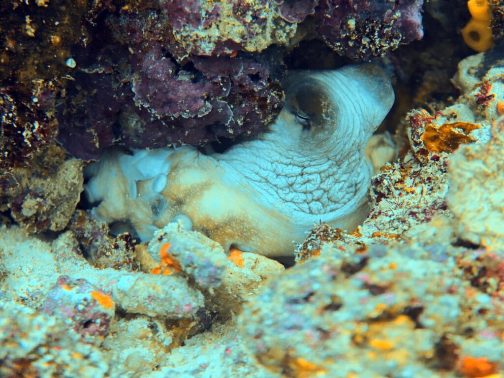 Octopus tucked into a crevice in the reef, photographed on a phone in a DIVEVOLK housing