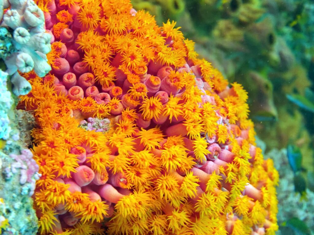 Orange cup coral with its polyps open, close-up, photographed on a phone in a DIVEVOLK housing