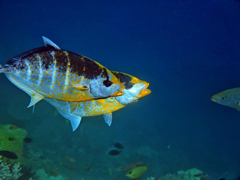 Two orange-spotted trevallies swimming in blue water above the reef, photographed on a phone in a DIVEVOLK housing