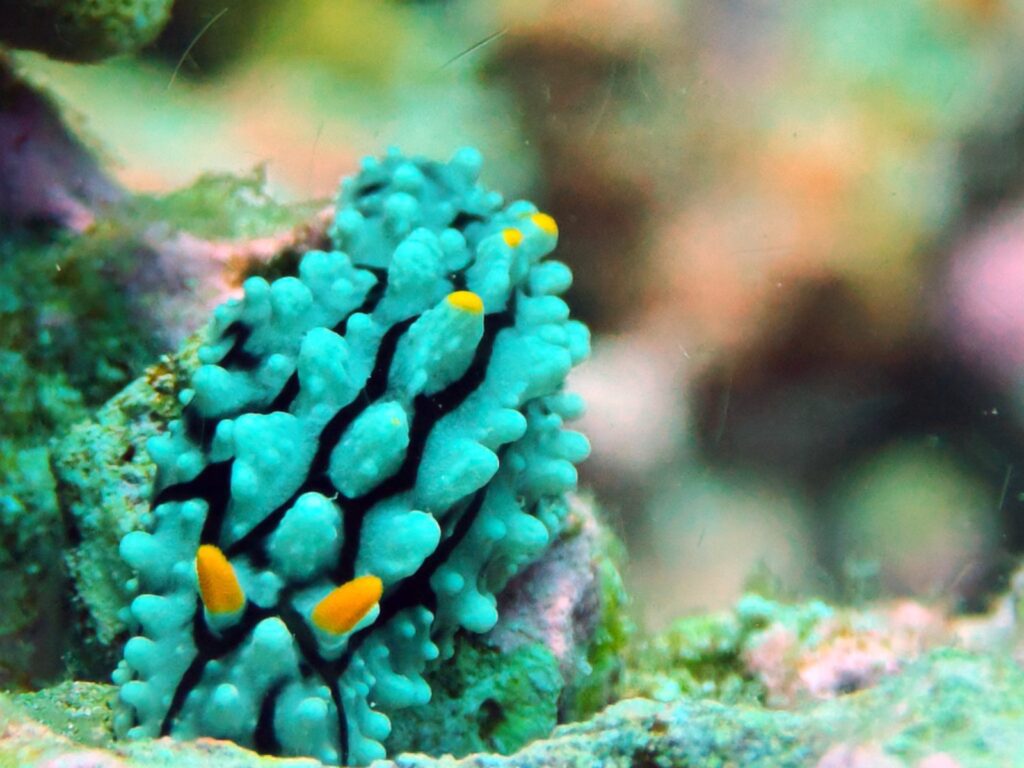 Turquoise Phyllidia nudibranch with black lines and yellow-tipped bumps, photographed on a phone in a DIVEVOLK housing