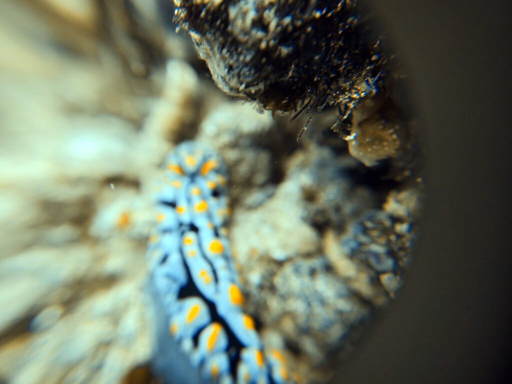 Blue and yellow Phyllidia nudibranch with the +8 macro lens, mostly out of focus, photographed on a phone in a DIVEVOLK housing