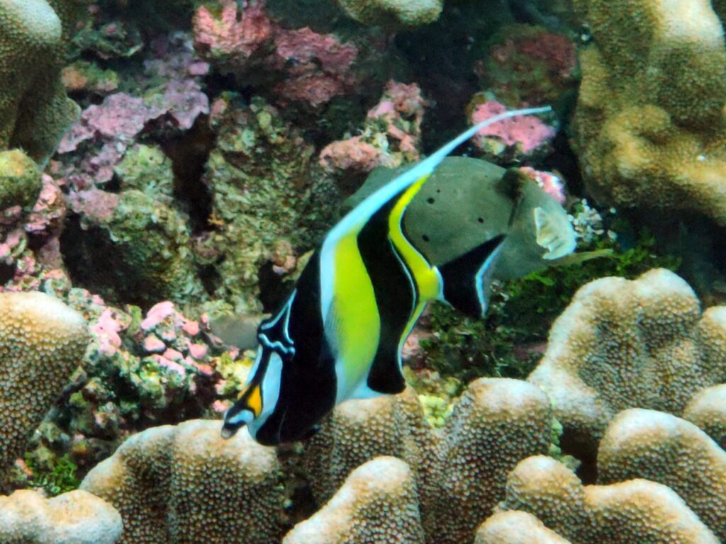 A Moorish idol over hard coral at Pulau Kurkap, seen on a snorkel, October 2026