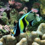 Underwater at Pulau Kurkap, October 2026