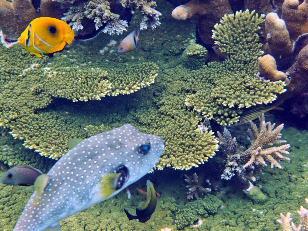 A map puffer and a butterflyfish in the coral at Pulau Kurkap, October 2026