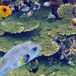Underwater at Pulau Kurkap, October 2026