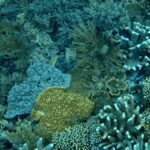 Underwater at Pulau Kurkap, October 2026