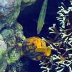 Snorkelling at Pulau Pisang (Banana Island), October 2026