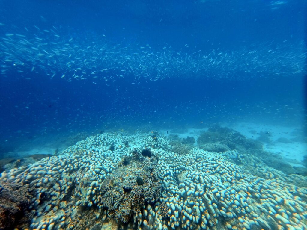 Snorkelling at Pulau Pisang (Banana Island), October 2026