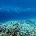 Snorkelling at Pulau Pisang (Banana Island), October 2026