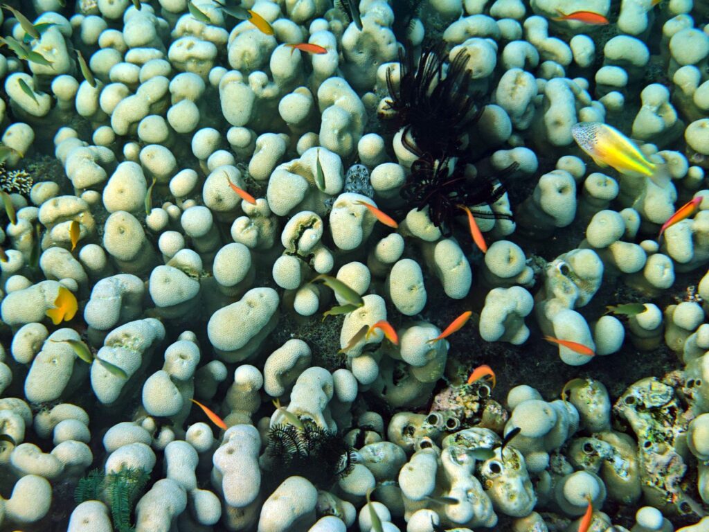 Snorkelling at Pulau Pisang (Banana Island), October 2026