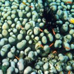 Snorkelling at Pulau Pisang (Banana Island), October 2026