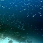 Snorkelling at Pulau Pisang (Banana Island), October 2026