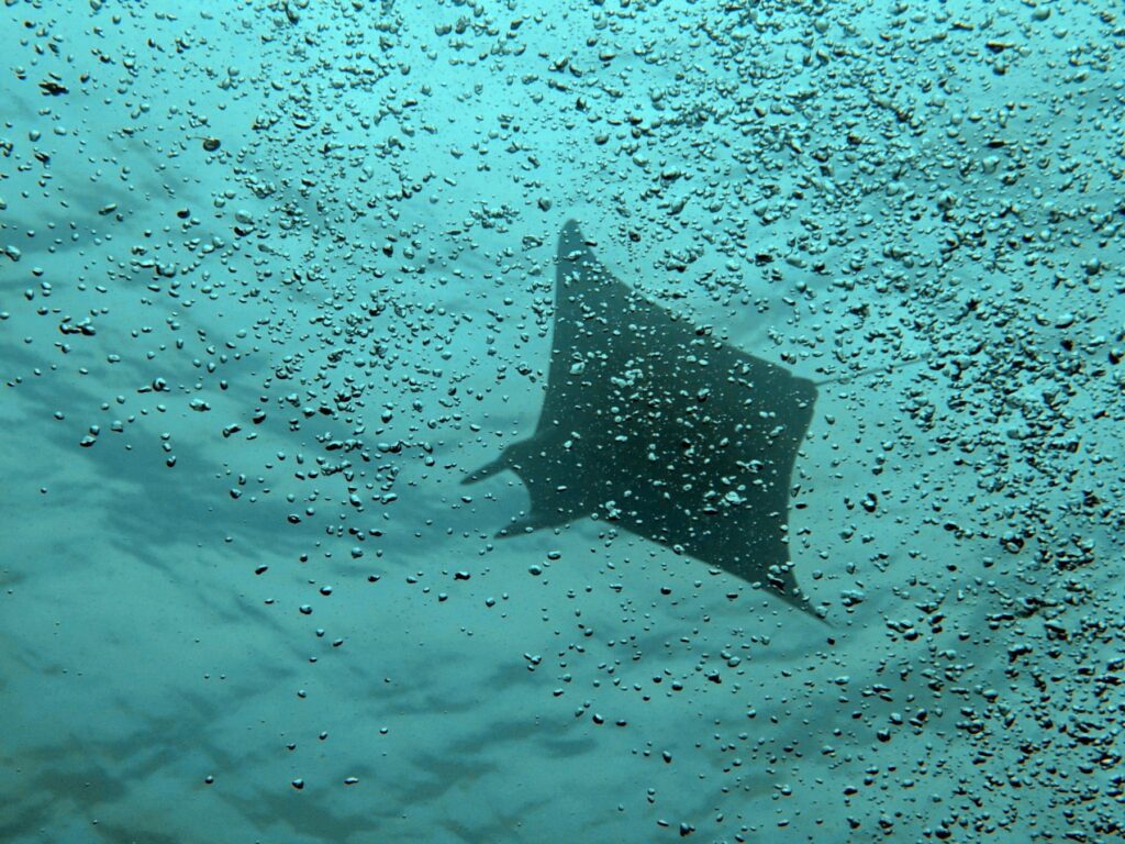 Diving at Puri Pinnacle, Misool, October 2026