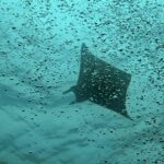 Diving at Puri Pinnacle, Misool, October 2026