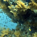 Diving at Puri Pinnacle, Misool, October 2026