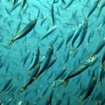 Diving at Puri Pinnacle, Misool, October 2026