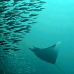 Diving at Puri Pinnacle, Misool, October 2026