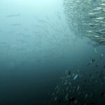 Diving at Puri Pinnacle, Misool, October 2026