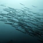 Diving at Puri Pinnacle, Misool, October 2026