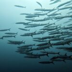 Diving at Puri Pinnacle, Misool, October 2026