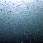 Diving at Puri Pinnacle, Misool, October 2026