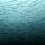 Diving at Puri Pinnacle, Misool, October 2026