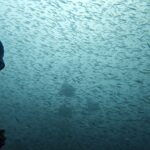 Diving at Puri Pinnacle, Misool, October 2026