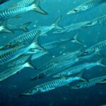 Diving at Puri Pinnacle, Misool, October 2026