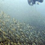Diving at Puri Pinnacle, Misool, October 2026