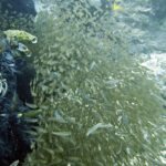 Diving at Puri Pinnacle, Misool, October 2026