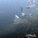 Diving at Puri Pinnacle, Misool, October 2026