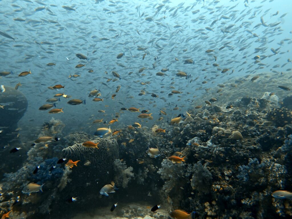 Anthias and reef fish over a coral reef under a large school of fish, photographed on a phone in a DIVEVOLK housing